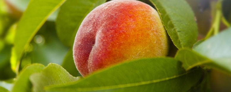 Extração e Fabricação da Polpa da Fruta